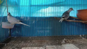 Silver Diamond Dove