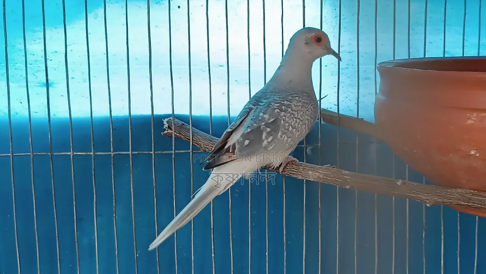Silver Diamond Dove