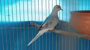 Silver Diamond Dove