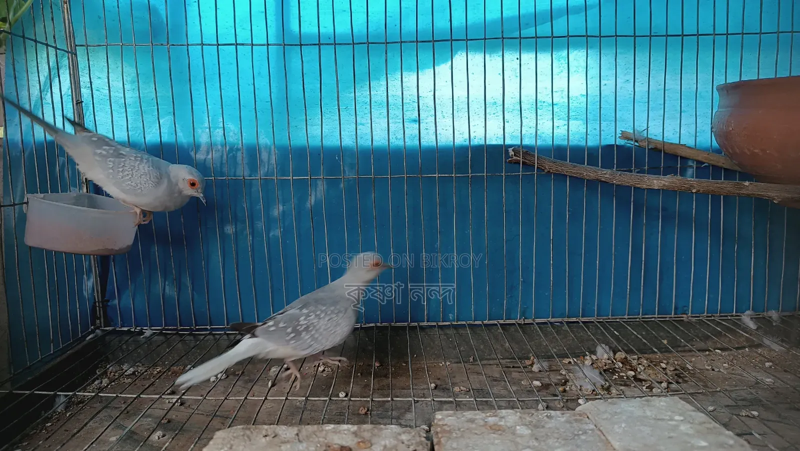 Silver Diamond Dove