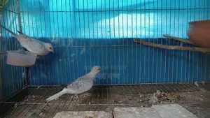 Silver Diamond Dove