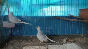 Silver Diamond Dove