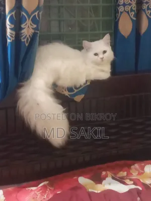 6-12 Months Female Purebred Persian Cat