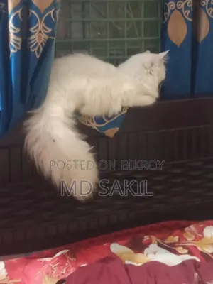 6-12 Months Female Purebred Persian Cat