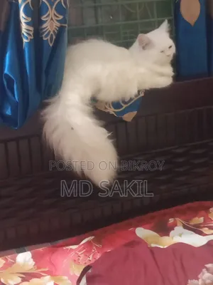 6-12 Months Female Purebred Persian Cat