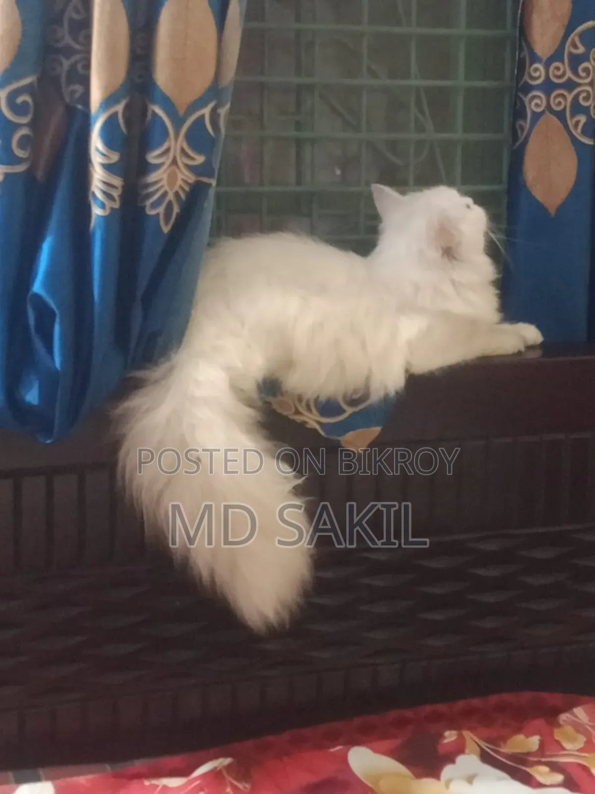 6-12 Months Female Purebred Persian Cat