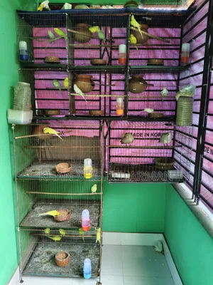 Budgerigar Birds with Cage