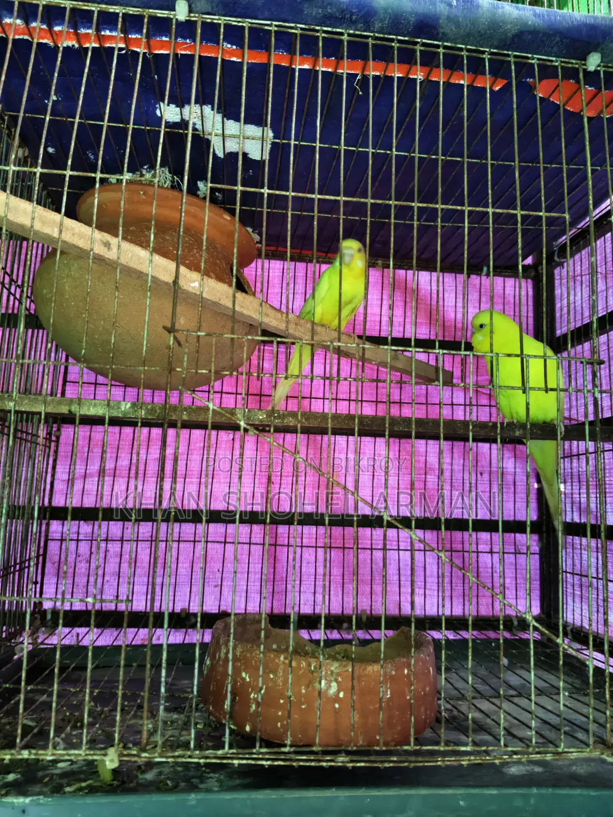 Budgerigar Birds with Cage