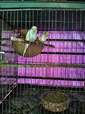 Budgerigar Birds with Cage