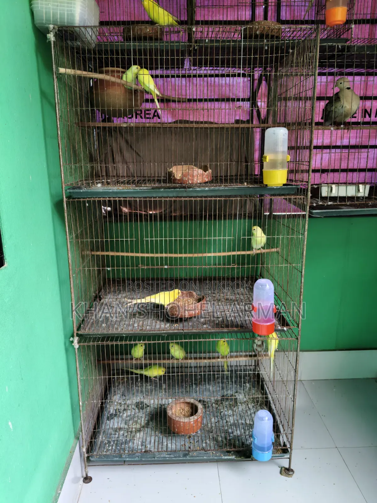 Budgerigar Birds with Cage