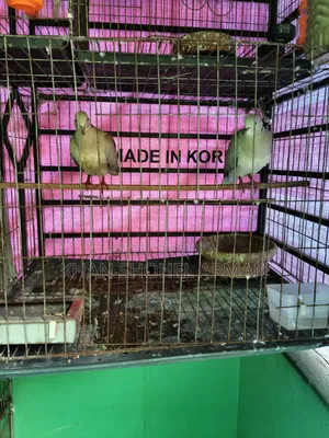 Budgerigar Birds with Cage