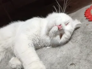 6-12 months Male Mixed Breed Persian