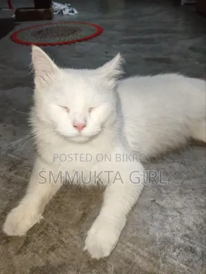 6-12 Months Male Mixed Breed Persian