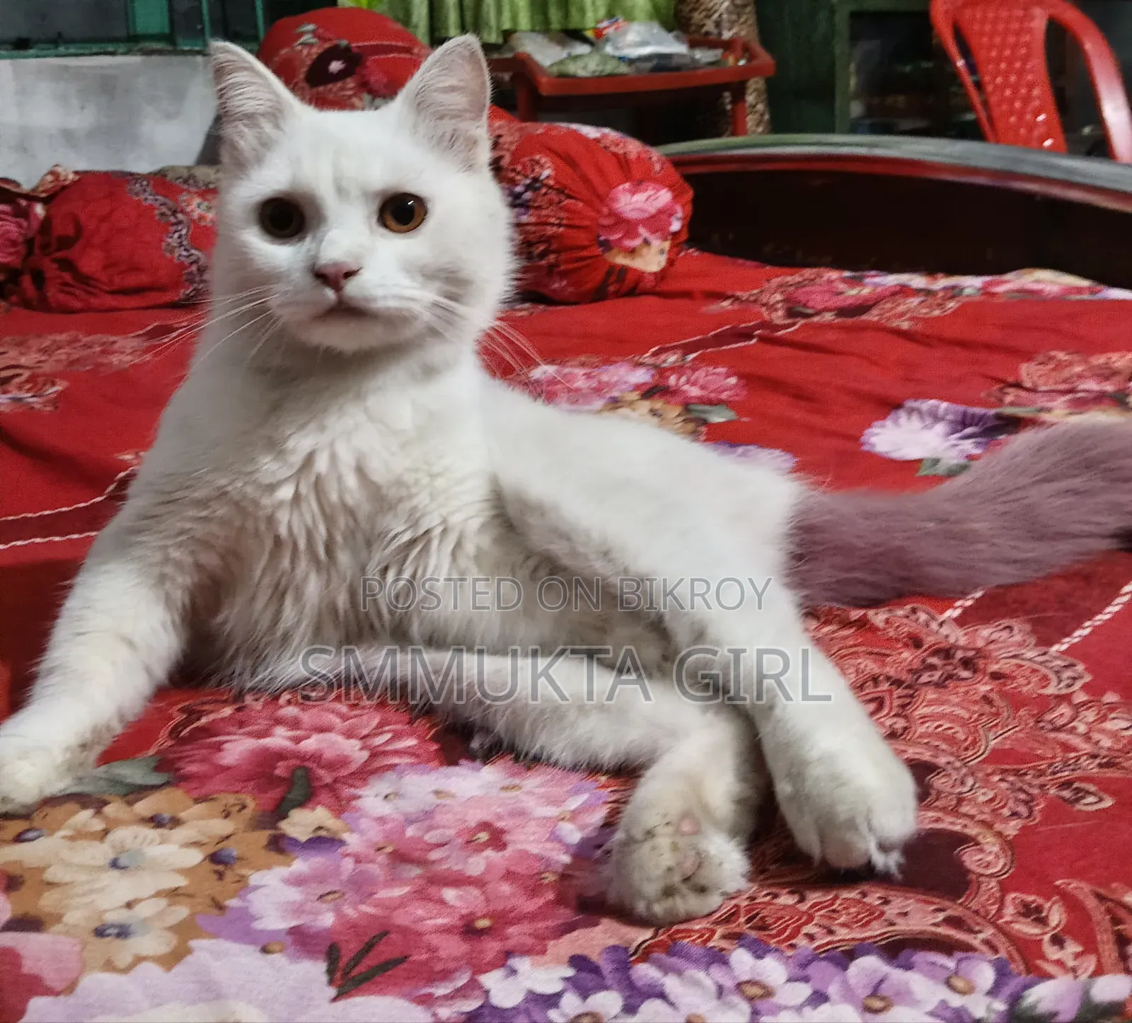 6-12 Months Male Mixed Breed Persian