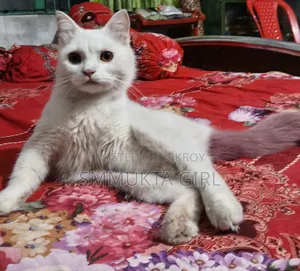 6-12 Months Male Mixed Breed Persian