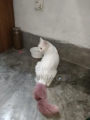 6-12 Months Male Mixed Breed Persian