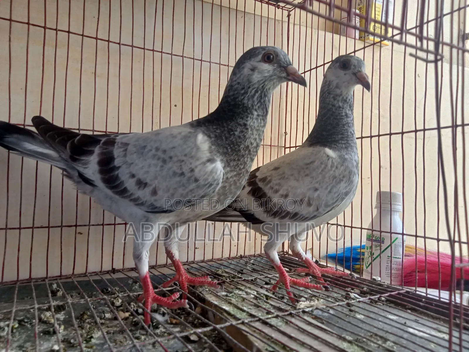 Afsan Grizzle Racer