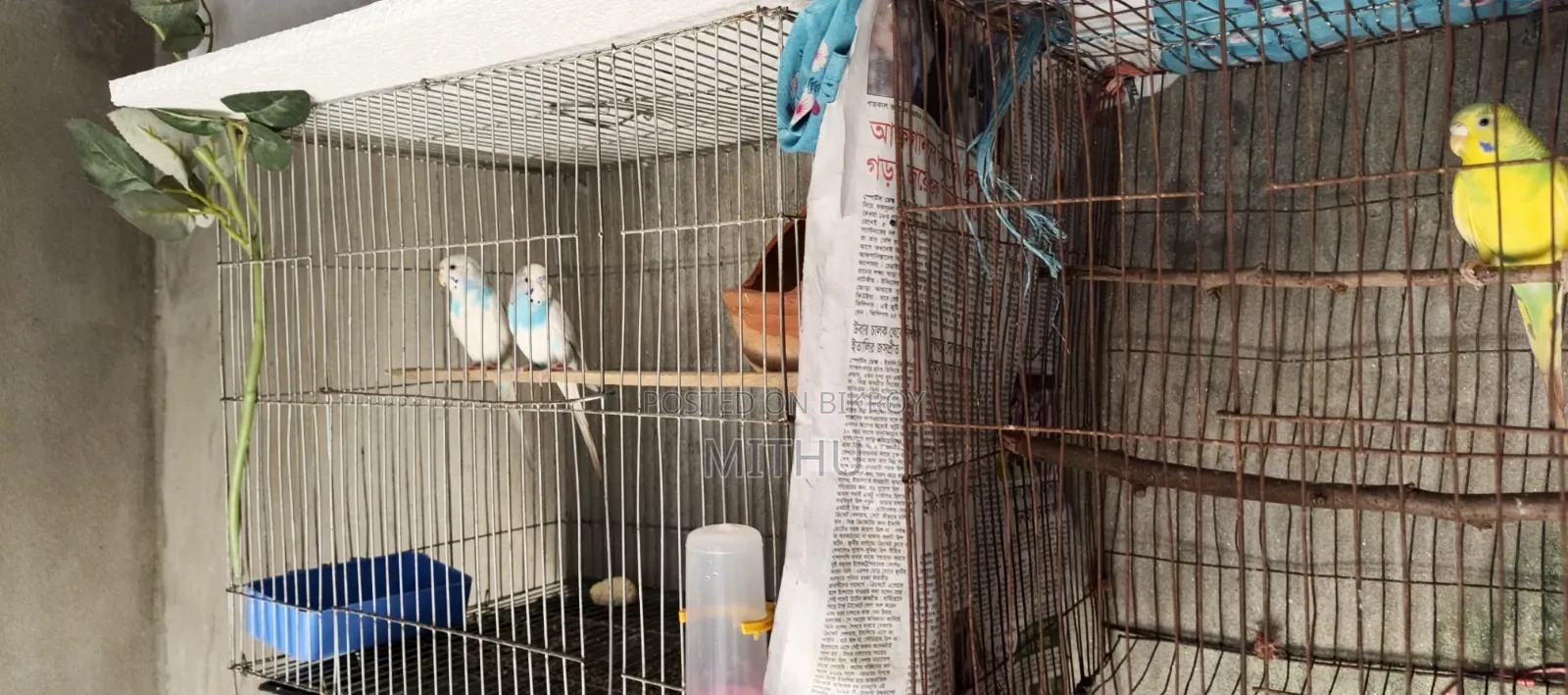 The bird is very healthy and will lay eggs within 7 to 10 days, fully adult