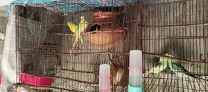 The bird is very healthy and will lay eggs within 7 to 10 days, fully adult