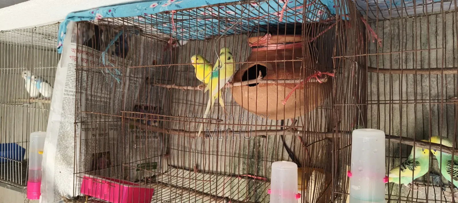 The bird is very healthy and will lay eggs within 7 to 10 days, fully adult