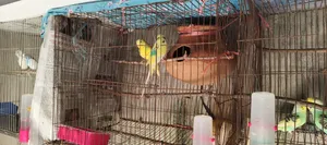 The bird is very healthy and will lay eggs within 7 to 10 days, fully adult