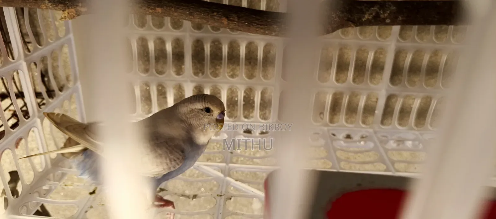 The bird is very healthy and will lay eggs within 7 to 10 days, fully adult