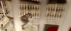 The bird is very healthy and will lay eggs within 7 to 10 days, fully adult