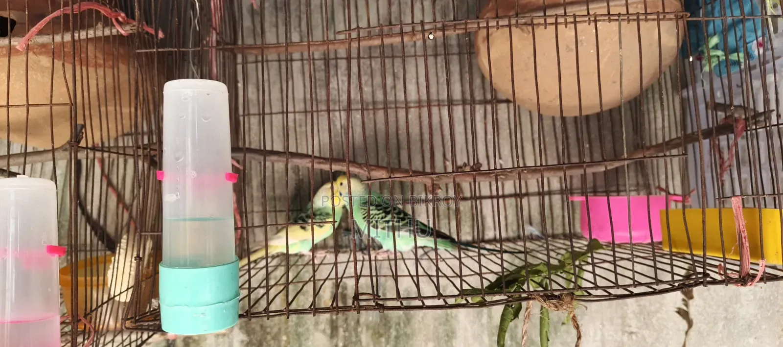The bird is very healthy and will lay eggs within 7 to 10 days, fully adult