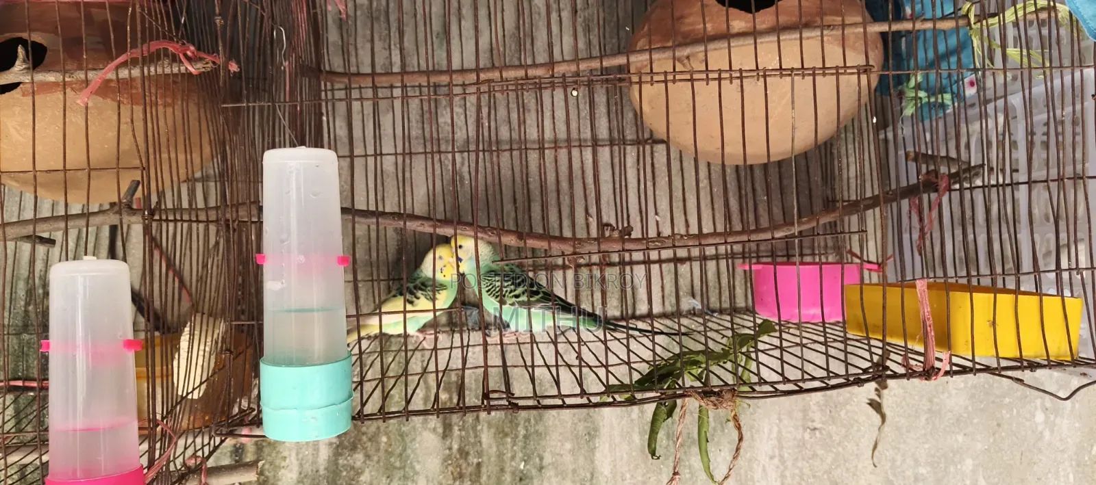 The bird is very healthy and will lay eggs within 7 to 10 days, fully adult