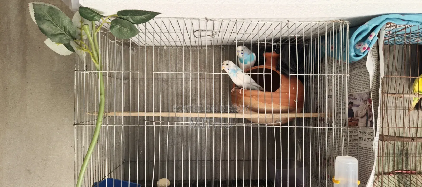 The bird is very healthy and will lay eggs within 7 to 10 days, fully adult