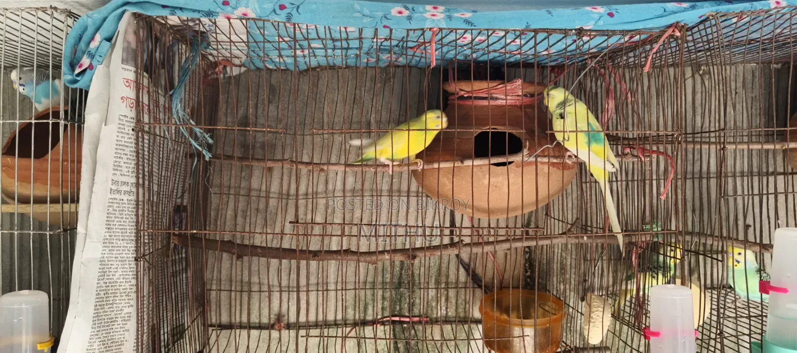 The bird is very healthy and will lay eggs within 7 to 10 days, fully adult
