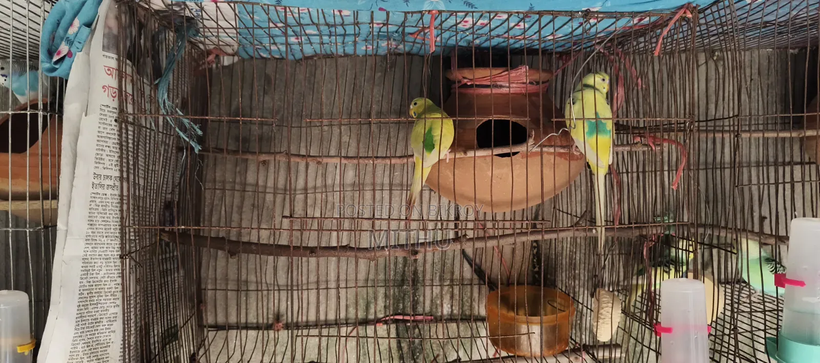 The bird is very healthy and will lay eggs within 7 to 10 days, fully adult