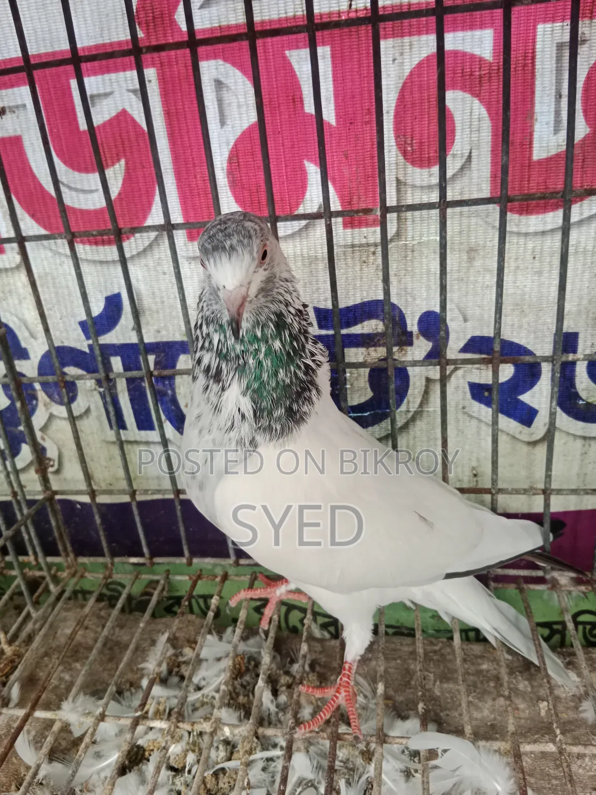Pakistani Golden female pigeon for sale