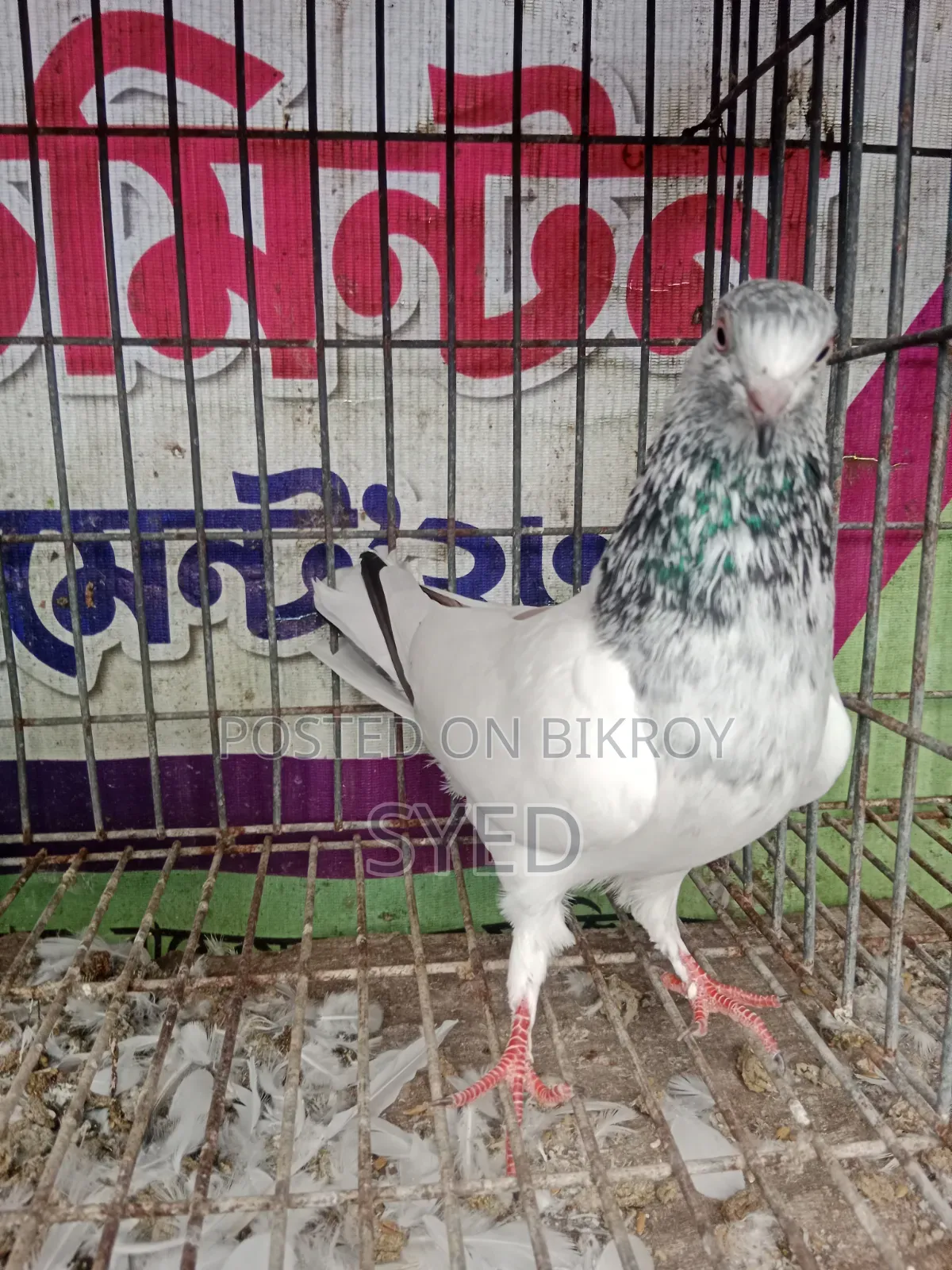 Pakistani Golden female pigeon for sale