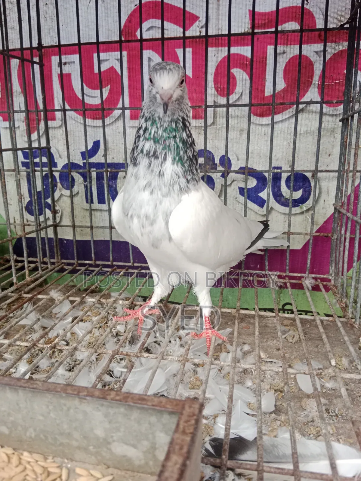 Pakistani Golden female pigeon for sale