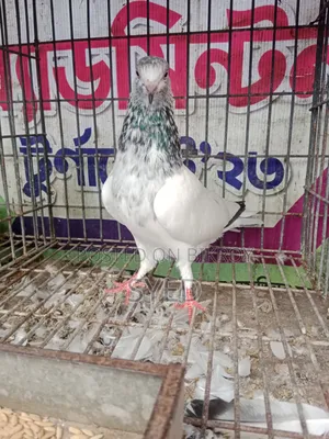 Pakistani Golden female pigeon for sale