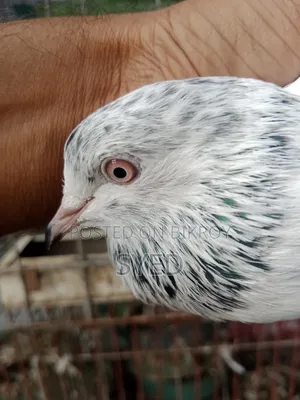 Pakistani Golden female pigeon for sale