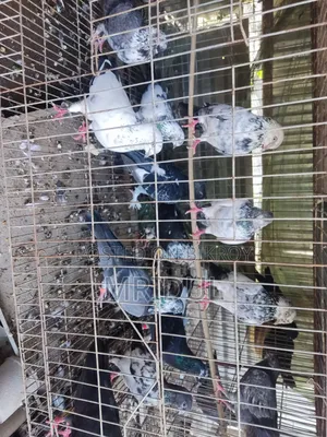 Sale of various breeds of pigeons