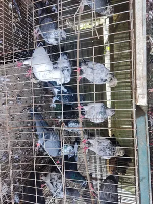 Sale of various breeds of pigeons