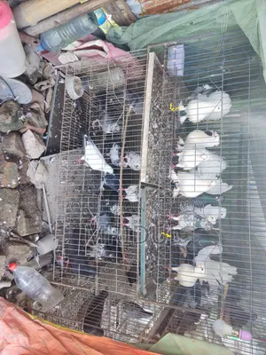 Sale of various breeds of pigeons