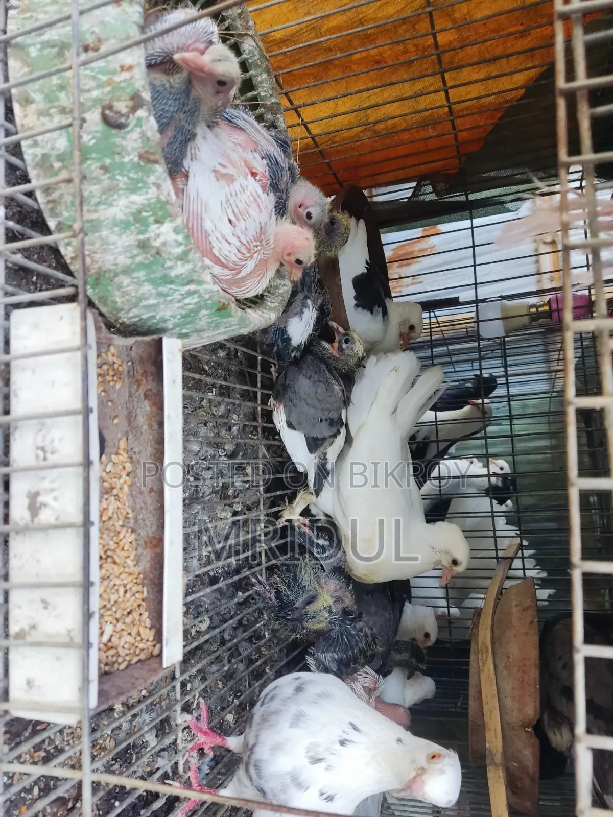 Sale of various breeds of pigeons