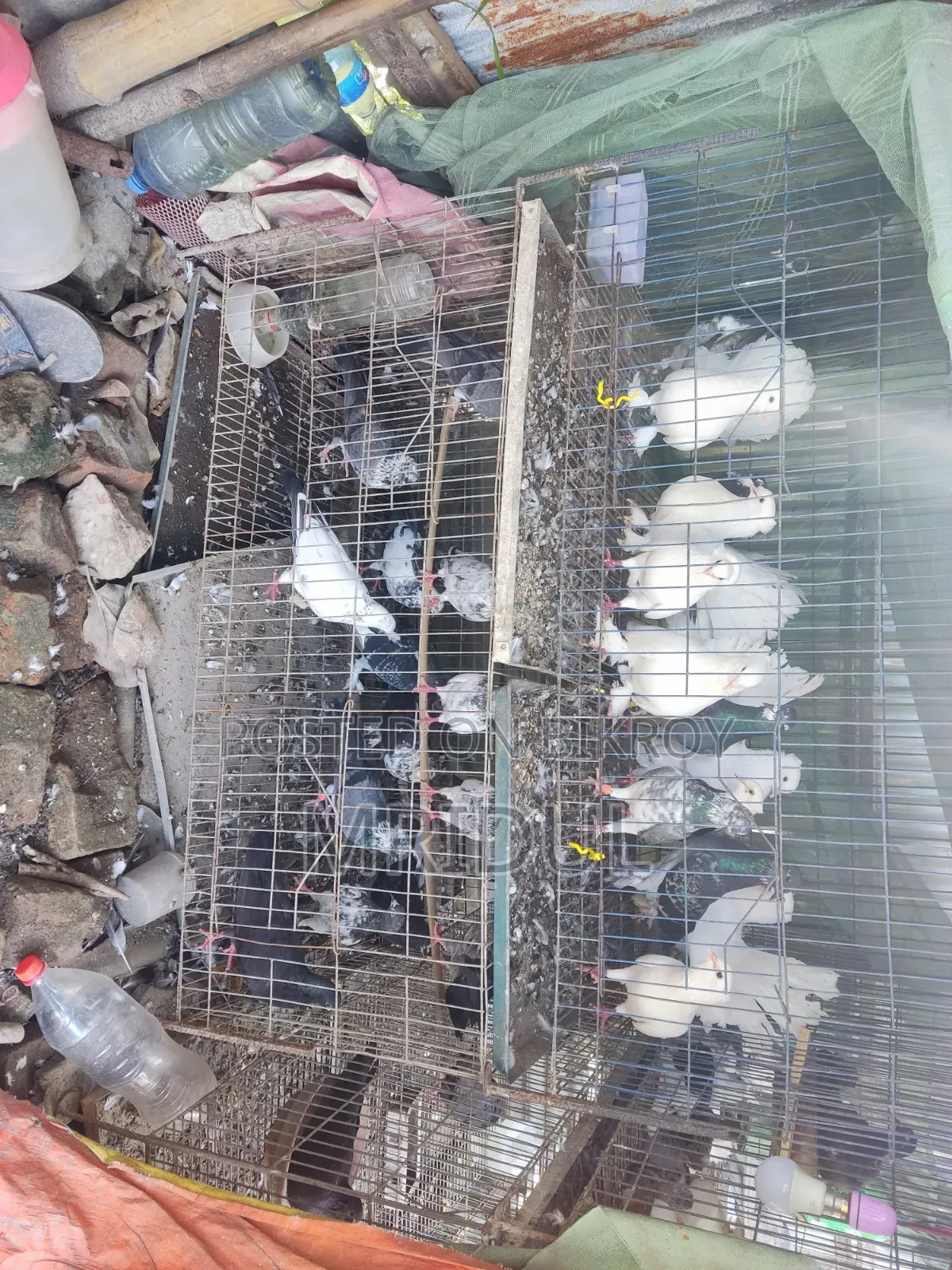 Sale of various breeds of pigeons