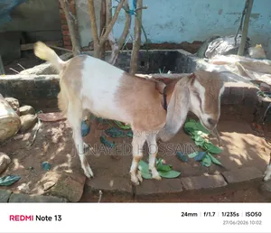 Two Ram Goat Kids