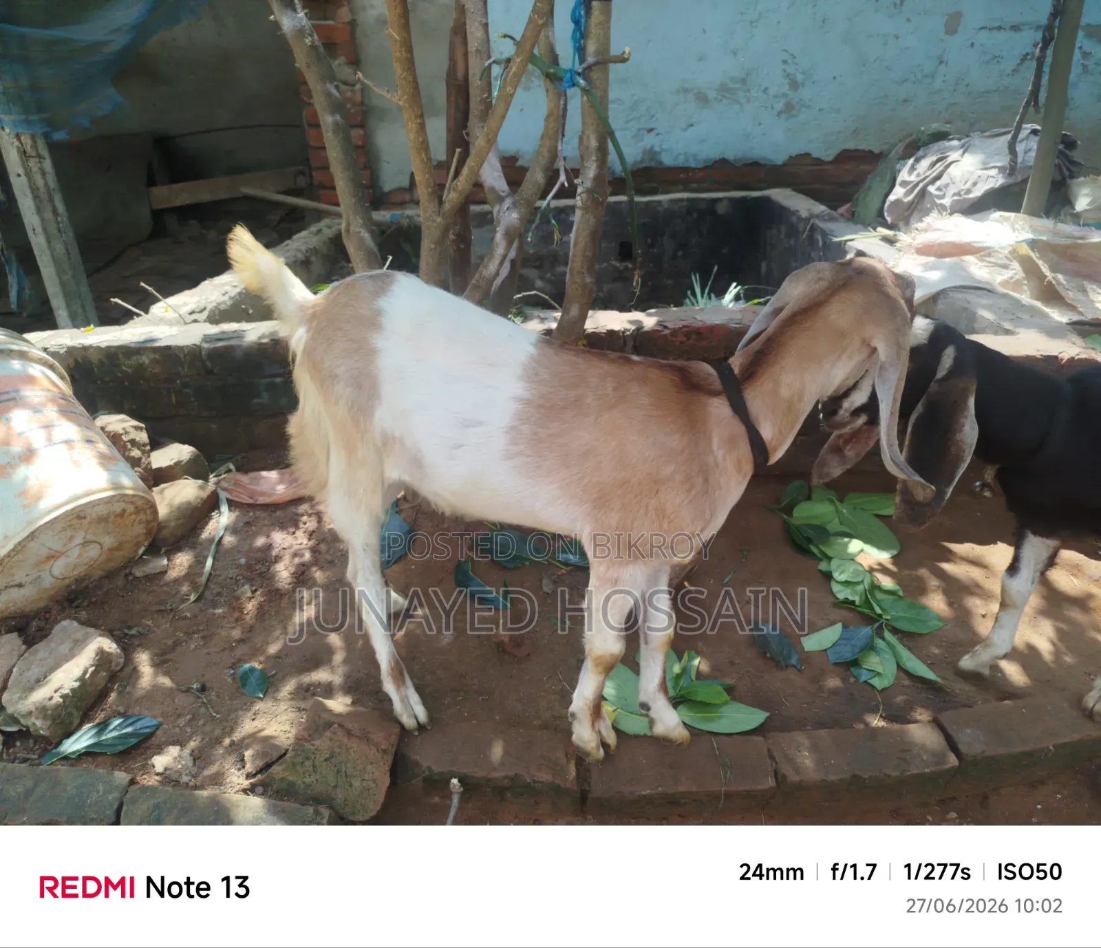 Two Ram Goat Kids