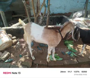 Two Ram Goat Kids
