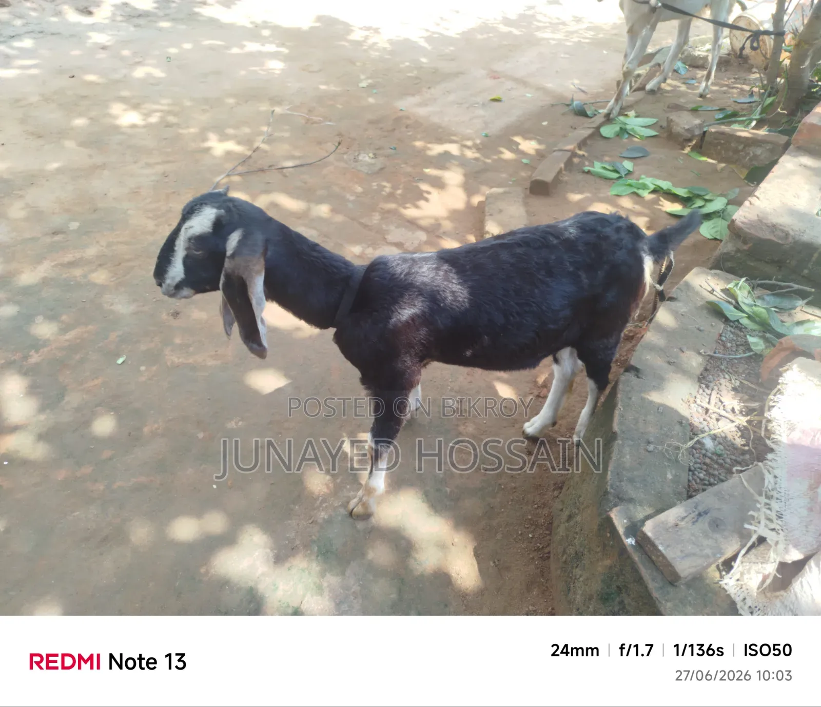 Two Ram Goat Kids