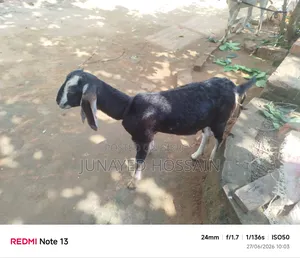 Two Ram Goat Kids