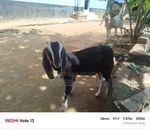 Two Ram Goat Kids