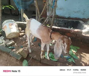 Two Ram Goat Kids