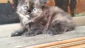 1-3 Months Male Mixed Breed Persian